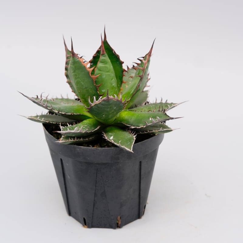 アガベ ホリダ 040 Agave horrida 強棘 | Sunny Branch