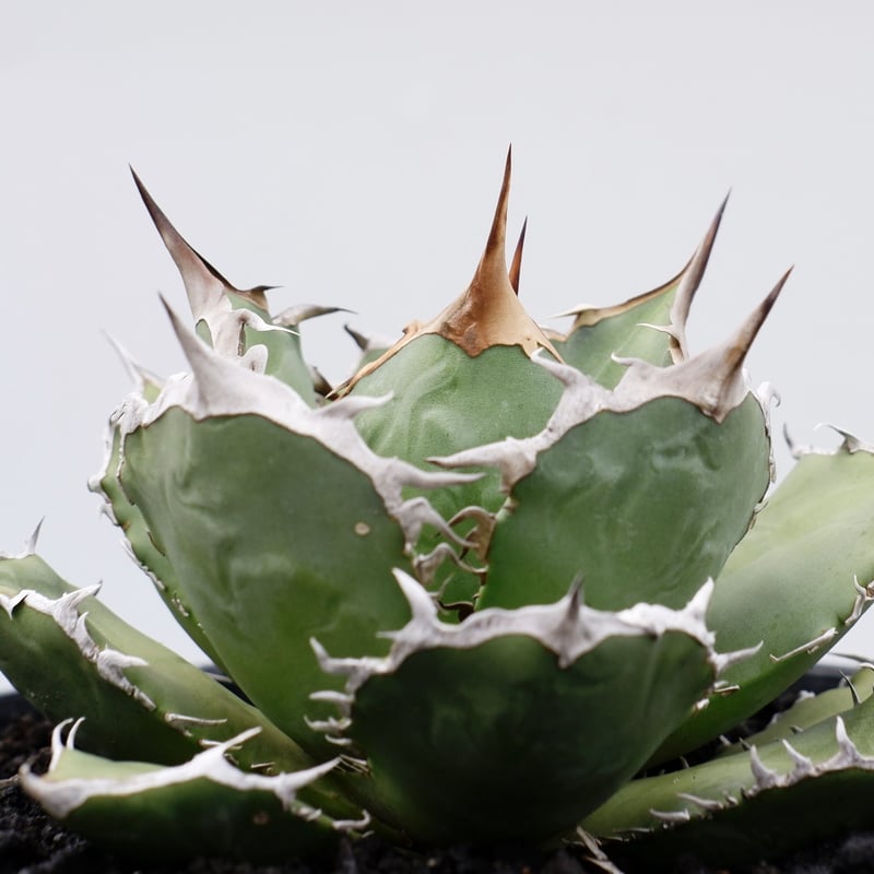 アガベ チタノタ 烈焔 002 Agave titanota 烈焔 | Sunny Branch