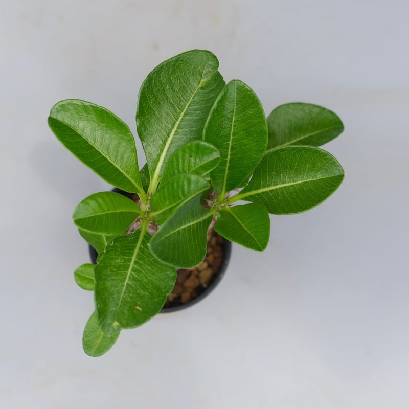 パキポディウム ウィンゾリー 実生株 052 Pachypodium windsorii |