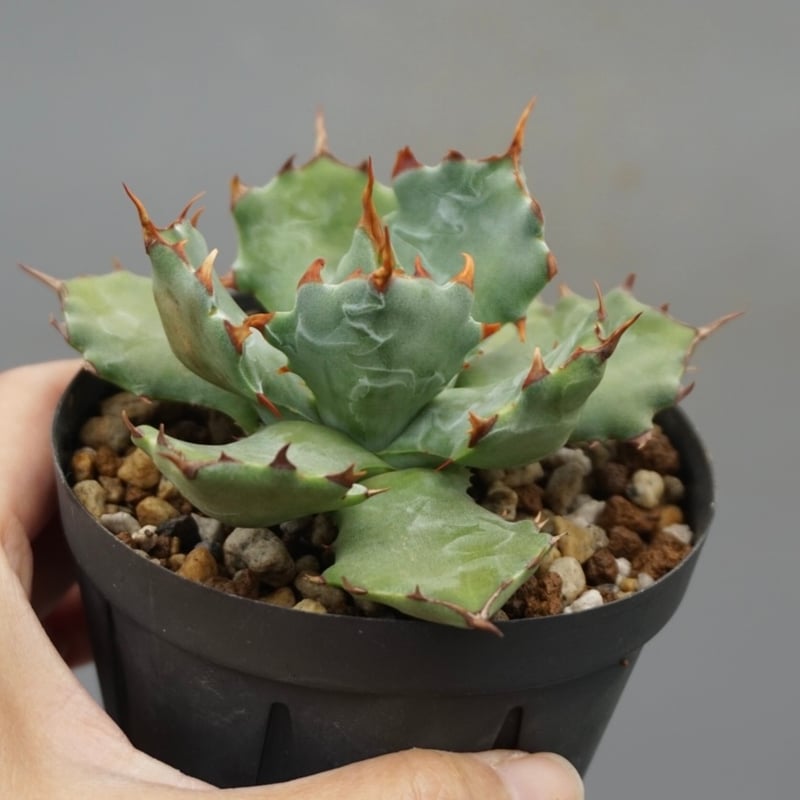 アガベ イシスメンシス 蝦蟹 Agave isthmensis | Sunny Branch