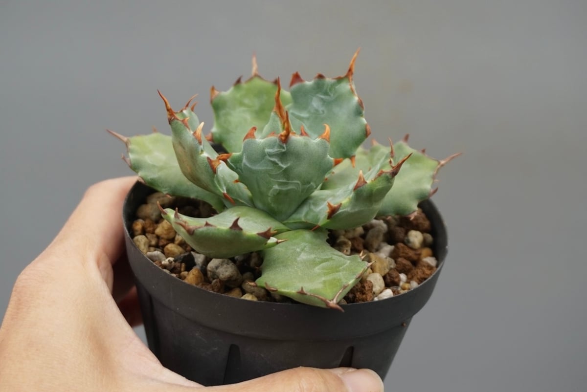 アガベ イシスメンシス 蝦蟹 Agave isthmensis | Sunny Branch