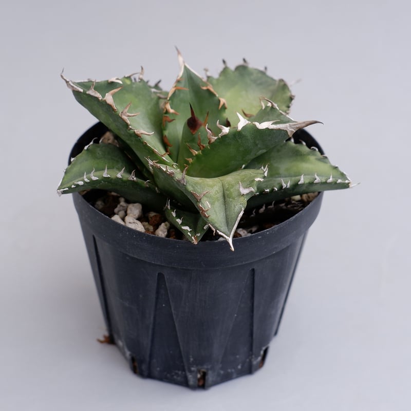 アガベ チタノタ ソーラーエクリプス 夕映 agave titanota Solar ecli