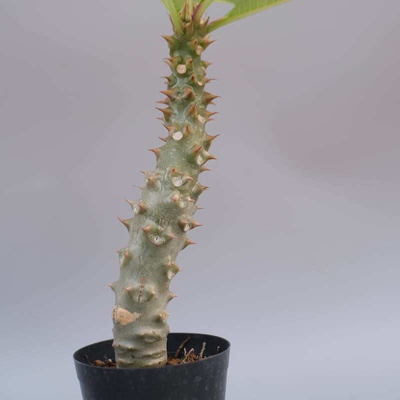 パキポディウム バロニー実生株042 Pachypodium baronii | Sunny