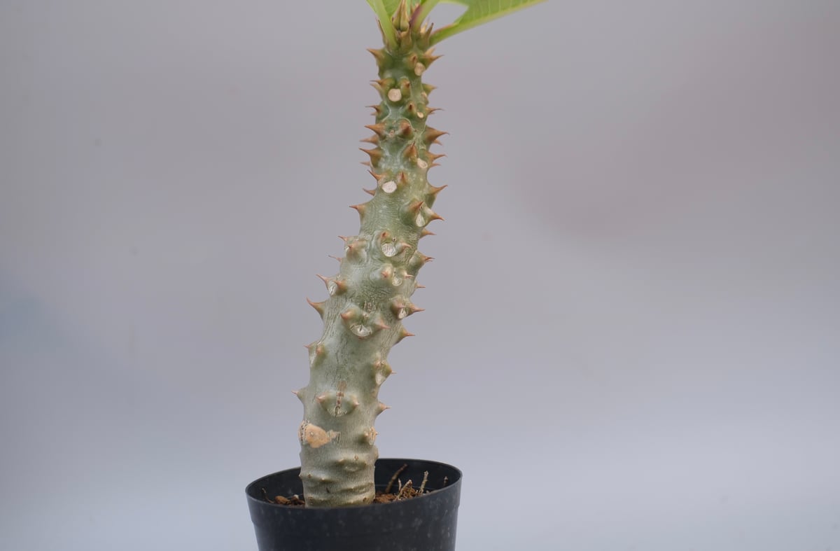パキポディウム バロニー実生株042 Pachypodium baronii | Sunny