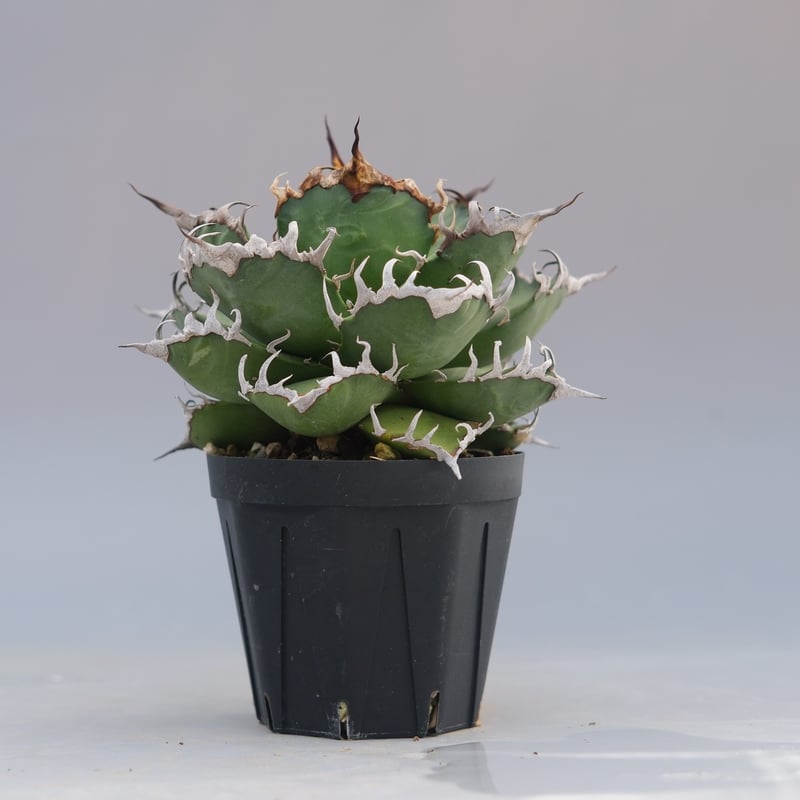アガベ チタノタ シーザー Agave titanota caesar 192 | Sunny