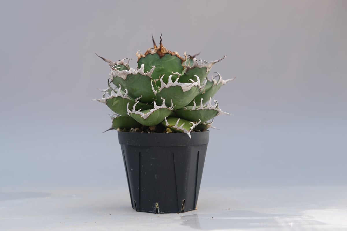 アガベ チタノタ シーザー Agave titanota caesar 192 | Sunny