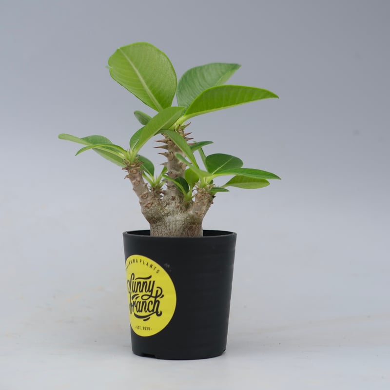 パキポディウム ウィンゾリー 実生株 054 Pachypodium windsorii |