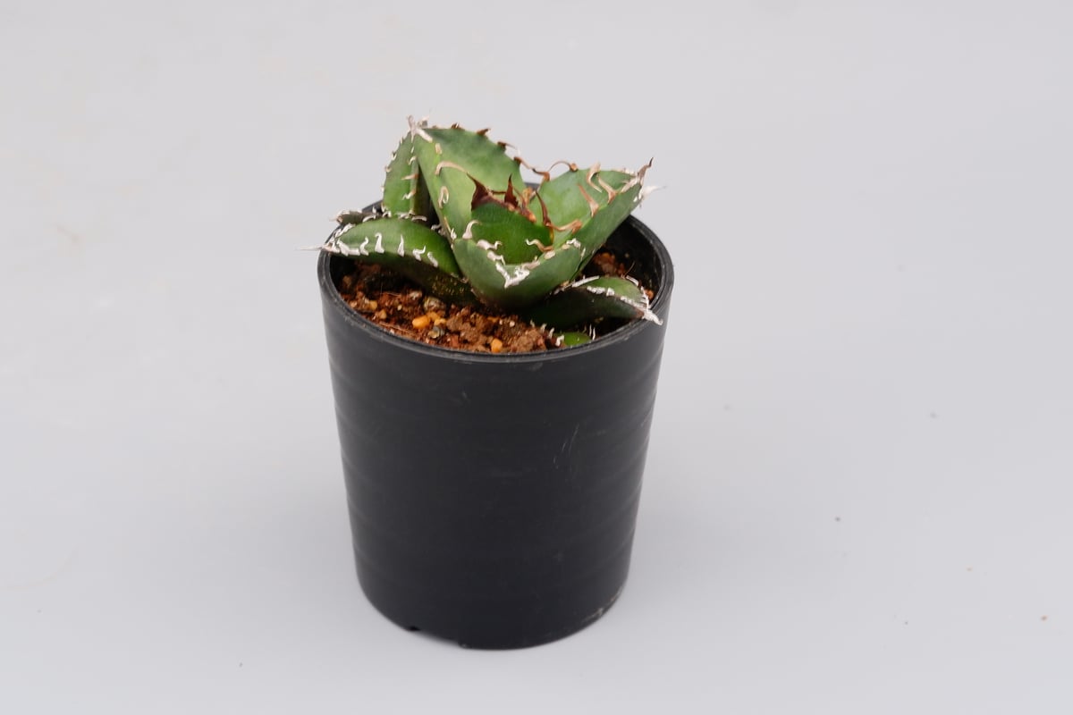 アガベ チタノタ シーザー 子株付き Agave titanota caesar 109 アガベ チタノタ シーザー 子株付き Agave titanota caesar 109
