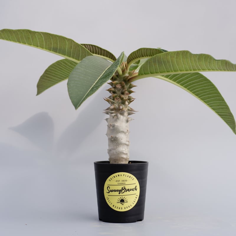 パキポディウム バロニー Pachypodium baronii パキポディウム バロニー Pachypodium baronii | mana's farm: