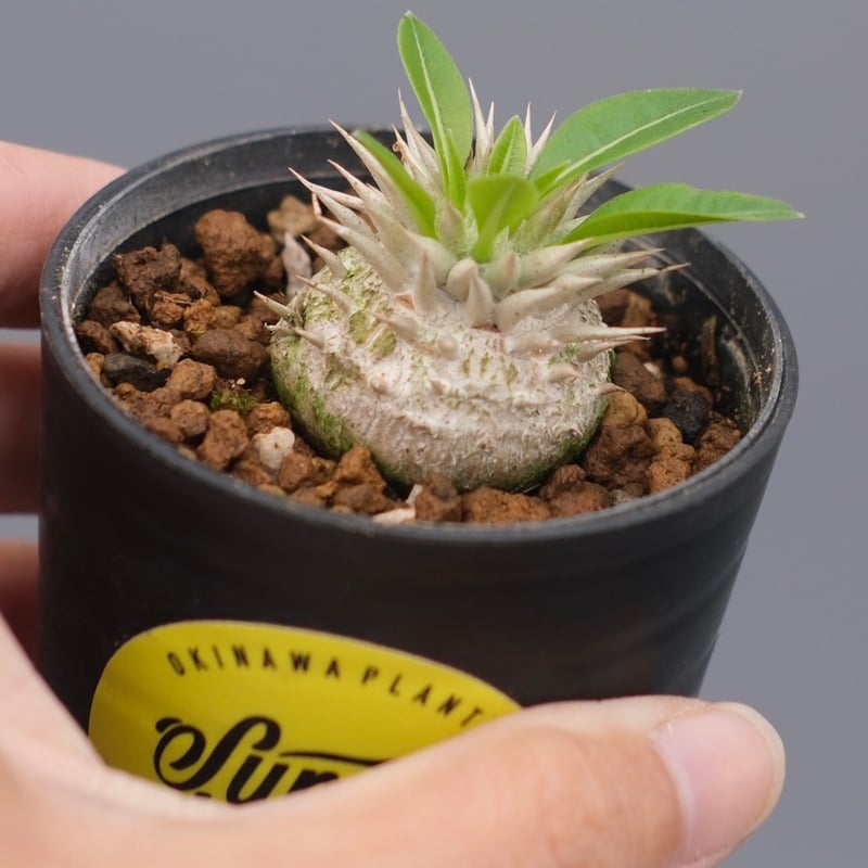 パキポディウム エニグマチカム 実生株 Pachypodium enigmaticum 007