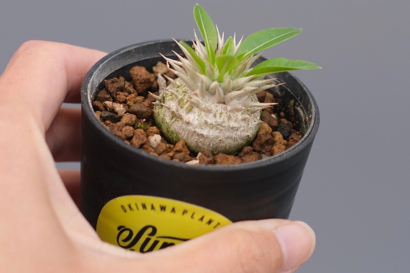 パキポディウム エニグマチカム 実生株 Pachypodium enigmaticum 007