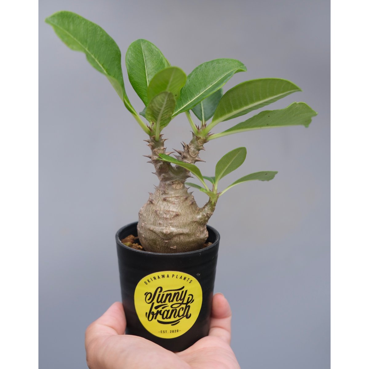 じぇむさんウィンゾリー パキポディウム ウィンゾリー 実生株 072 Pachypodium windsorii