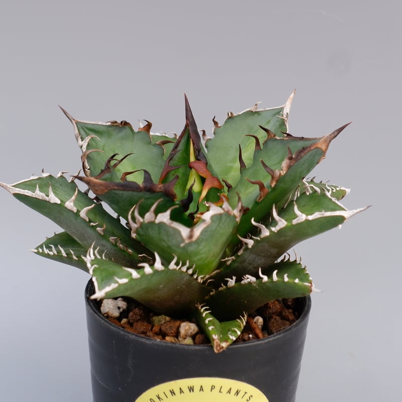 アガベ チタノタ レッドキャットウィーズル Agave titanota Red