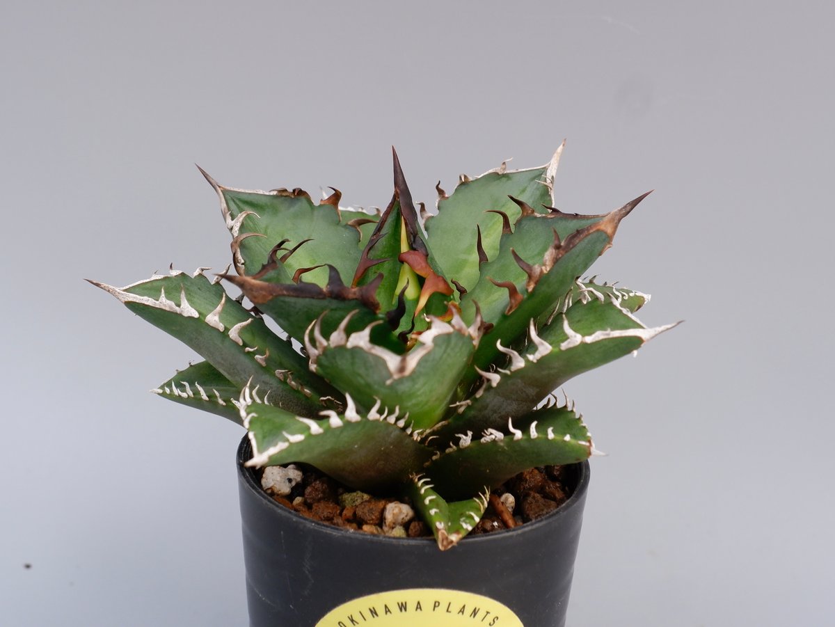 極上‼︎ ★Agave titanota Red Catweezle★ 裏棘アリ 2厳選中株 アガベ チタノタ レッドキャットウィーズル Red