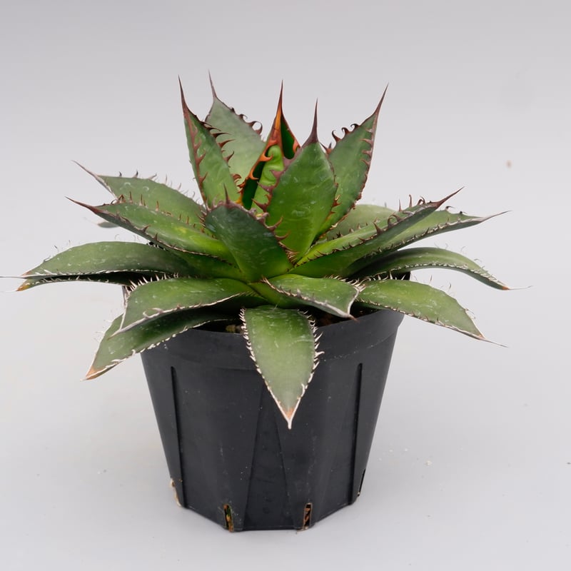 アガベ ホリダ 038 Agave horrida 強棘 | Sunny Branch