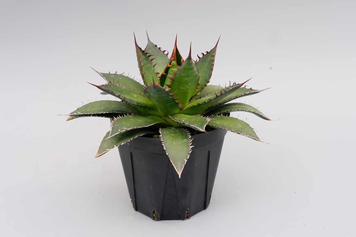 アガベ ホリダ 038 Agave horrida 強棘 | Sunny Branch