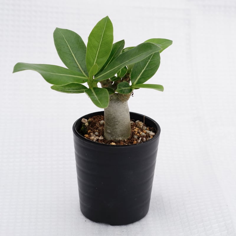 アデニウム アラビカム ブラックステム 実生株 Adenium arabicum