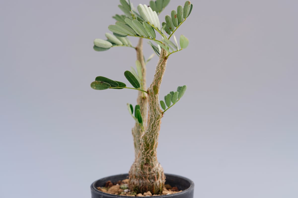 沖縄実生株】センナ メリディオナリス Senna meridionalis No.2