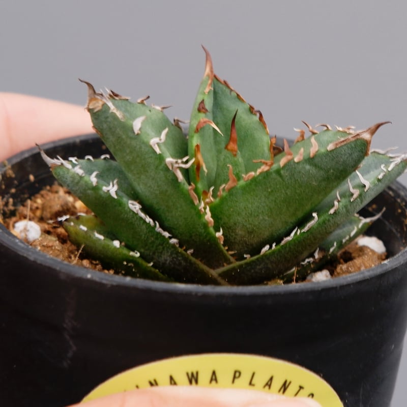 アガベ オテロイ実生82 園芸ネット本店｜アガベ：オテロイ 特選実生株