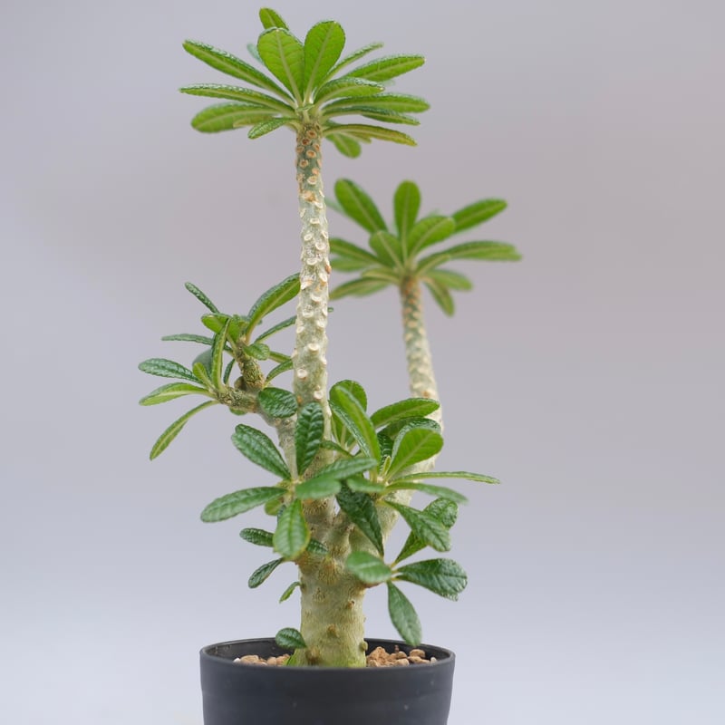 Dorstenia gigas ドルステニアギガス ドルステニア ギガス045 Dorstenia gigas | Sunny Branch