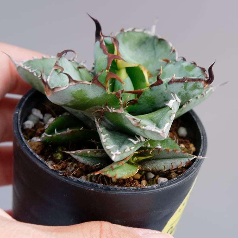 アガベ チタノタ ブラックアンドブルー Agave titanota BB 055 【子株