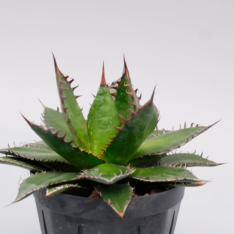 アガベホリダ極上株　Agave horrida No.AHRD014 アガベホリダ極上株 Agave horrida No.AHRD014 - メルカリ