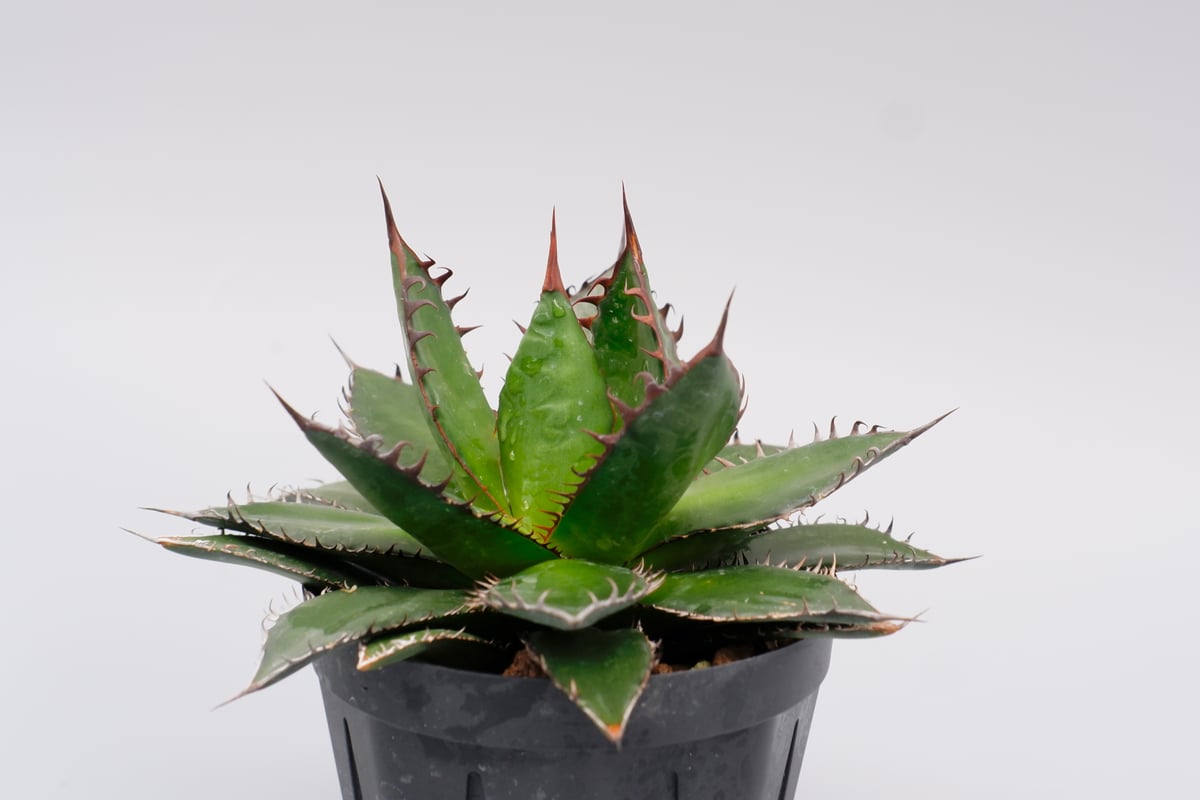 アガベ ホリダ　※大型、強刺 アガベ超強刺しホリダコレクション株