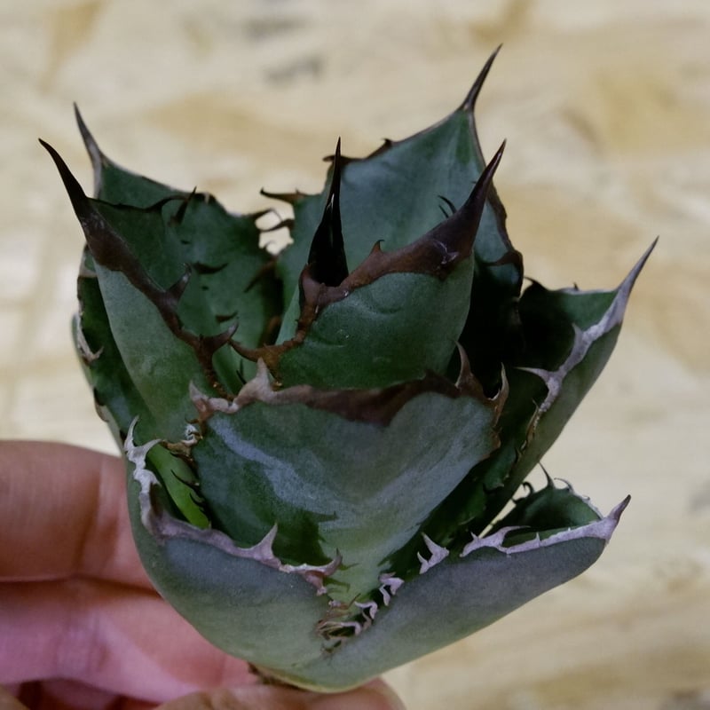 PTL010 Agave oteroi やるせない Oaxaca special株 アガベ PTL010 Agave oteroi やるせない Oaxaca special株 アガベ