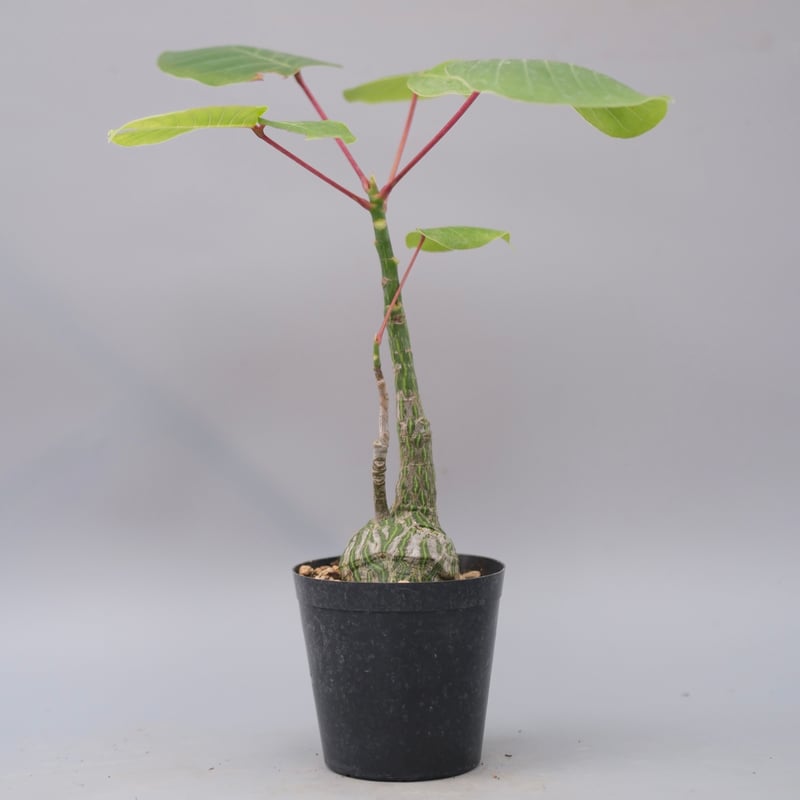 まんまる型 プセウド ボンバックス 063 Pseudobombax ellipticum |