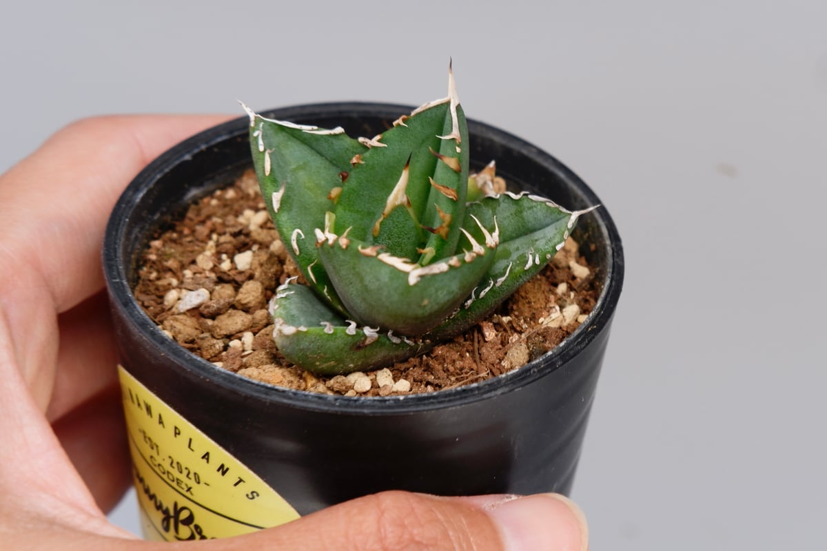 【専用お父ちゃん様】アガベ　オテロイ実生 アガベ オテロイ 実生株 Agave oteroi seeding 096 | Sunny