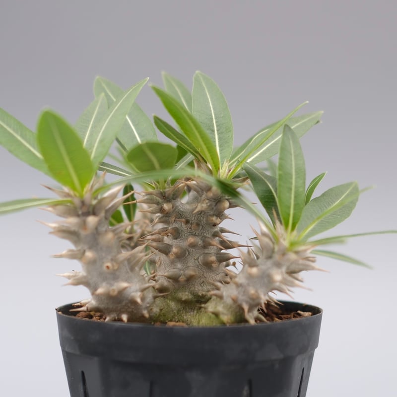 パキポディウム・ロスラーツム実生(群生株) パキポディウム ロスラーツム 実生株 013 Pachypodium rosulatum ve