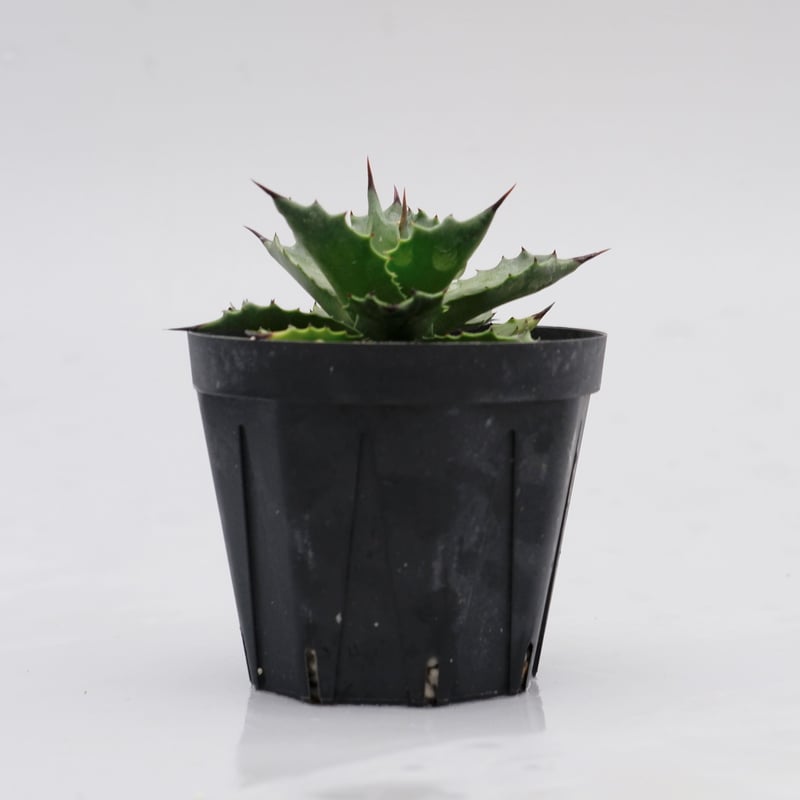 アガベ サロモニー・アガベ マグニフィカ 003 Agave salomonii Agave