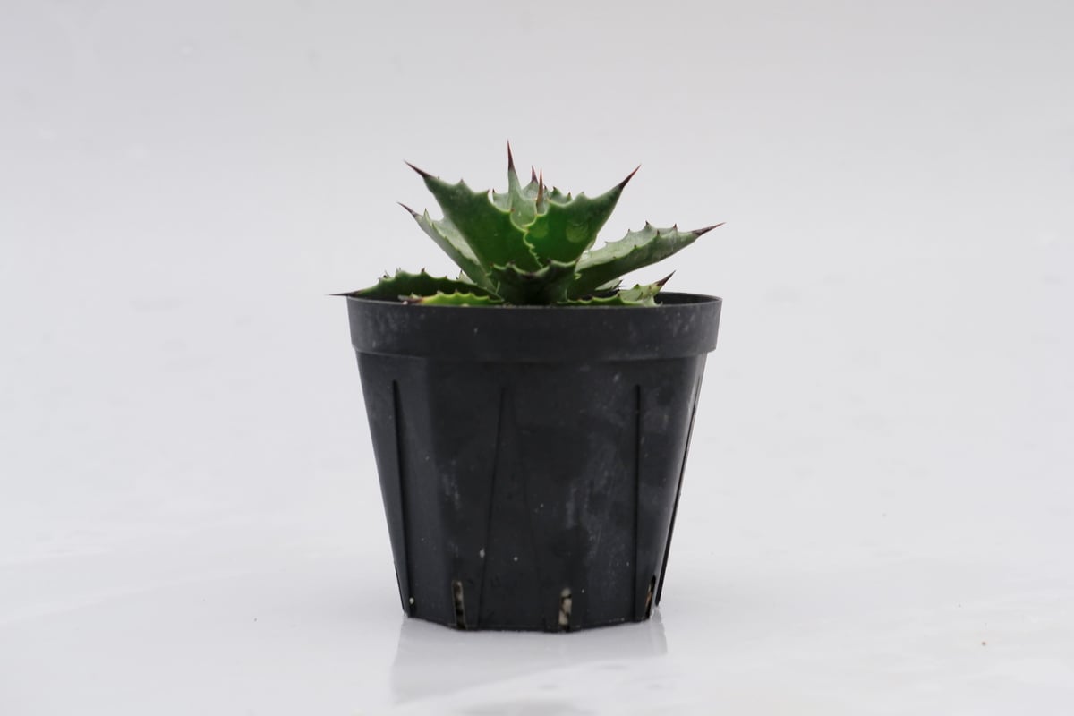 アガベ マグニフィカ アガベ サロモニー・ アガベ マグニフィカ Agave salomonii