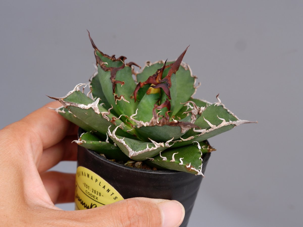 アガベ チタノタ シーザー Agave titanota caesar 147 | Sunny