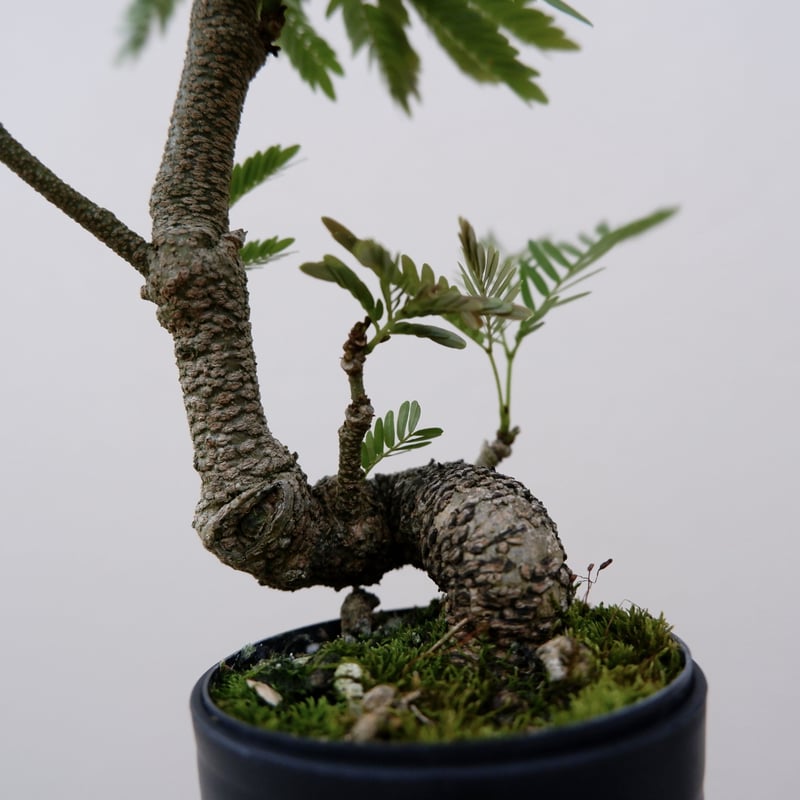 エバーフレッシュ 手乗りサイズ④ | Sunny Branch