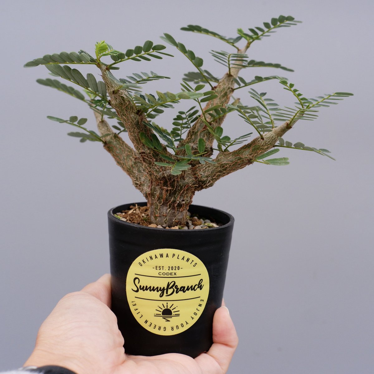 センナ メリディオナリス 実生株 Senna meridionalis 002 | Sunny 