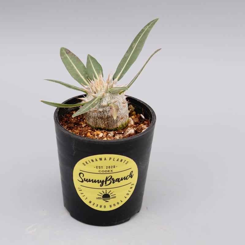 パキポディウム ロスラーツム 実生株 005 Pachypodium rosulatum ve