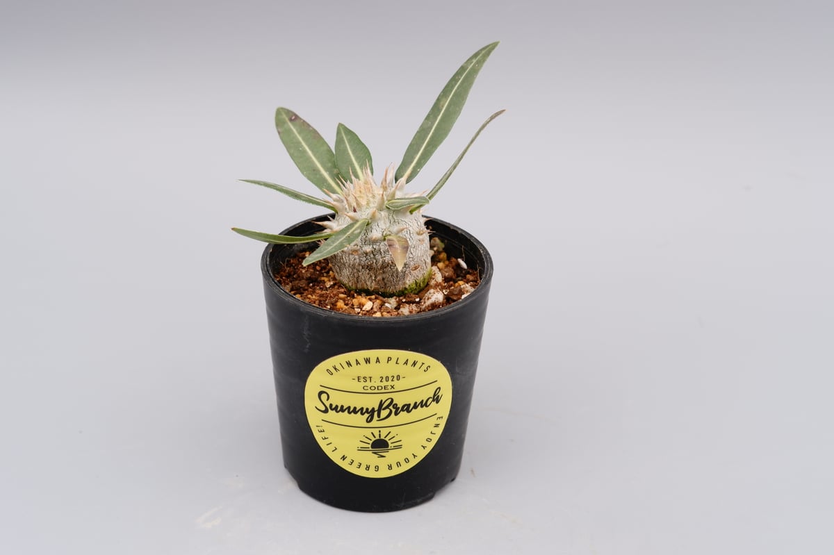 パキポディウム ロスラーツム 実生株 005 Pachypodium rosulatum ve