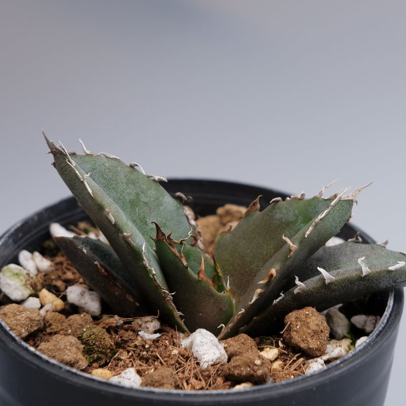 アガベ チタノタ 白鯨 053 Agave titanota white whale | Su