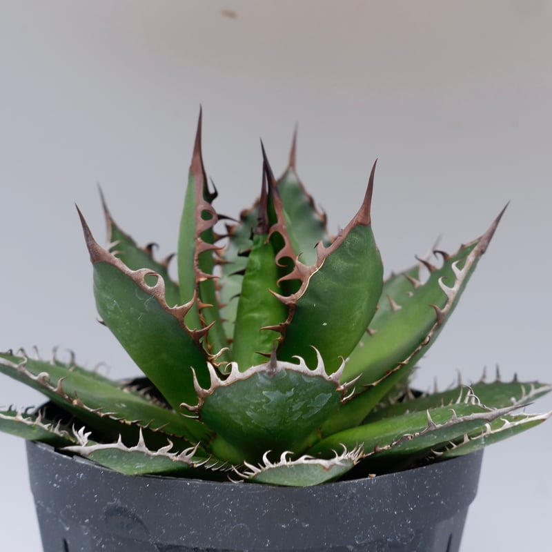 アガベ ホリダ 046 Agave horrida 強棘 | Sunny Branch
