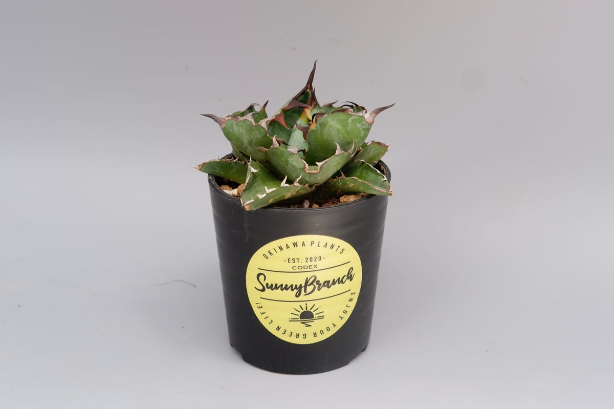 アガベ チタノタ ブラックアンドブルー Agave titanota BB 088 | Sun