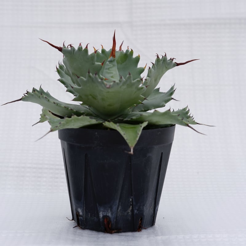 アガベ ポタトラム スポーン004 Agave Potatorum 'SPAWN' | Sun