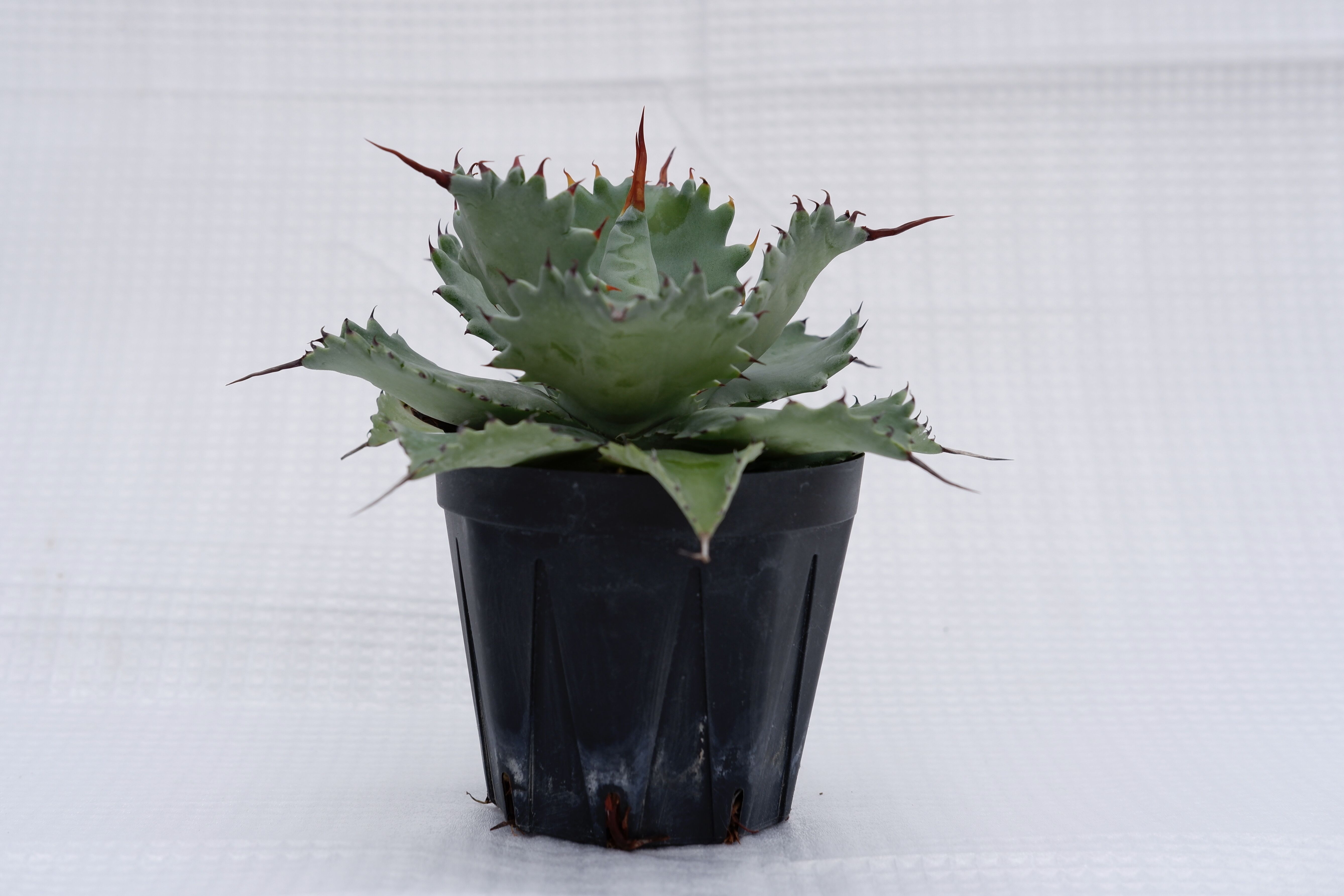 アガベ ポタトラム スポーン004 Agave Potatorum 'SPAWN' | Sun