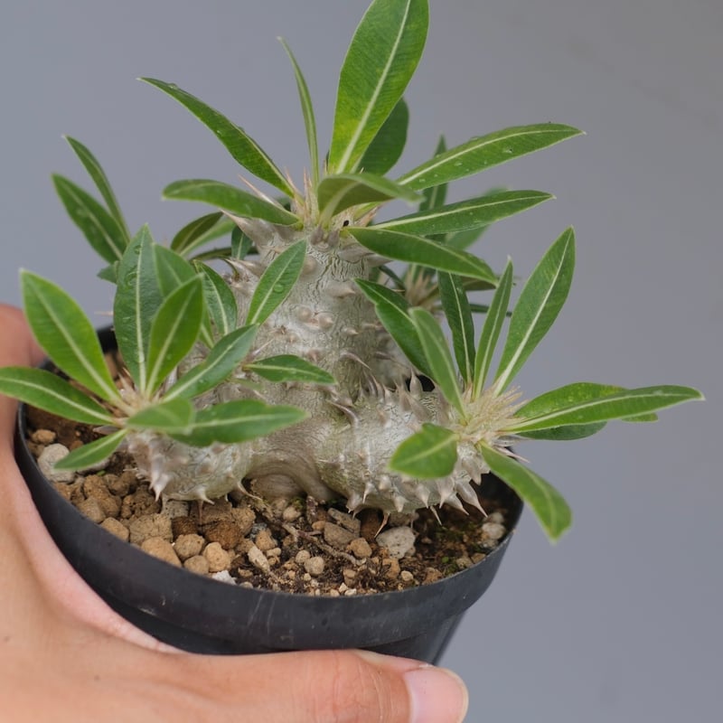 パキポディウム ロスラーツム 実生株 012 Pachypodium rosulatum