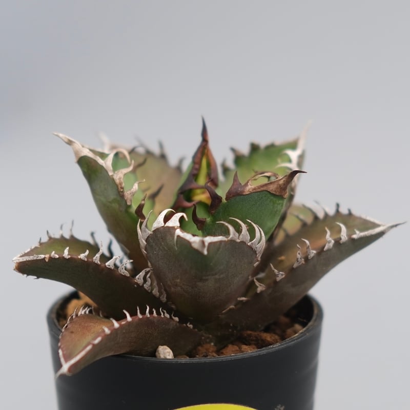 11 シーザー×レッドキャットウィーズル スペシャルハイブリッド アガベチタノタ アガベ チタノタ レッドキャットウィーズル PUP - メルカリ