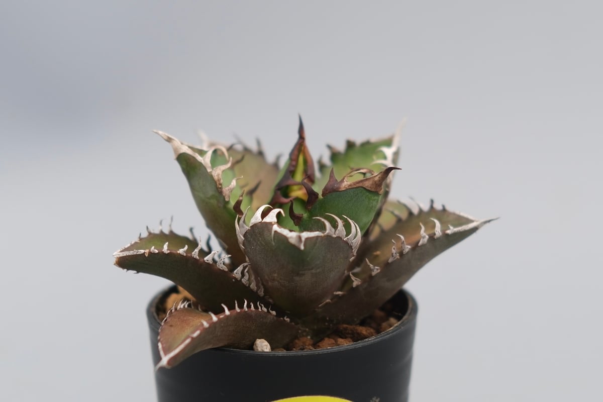 アガベ チタノタ レッドキャットウィーズル Agave titanota Red Catwee