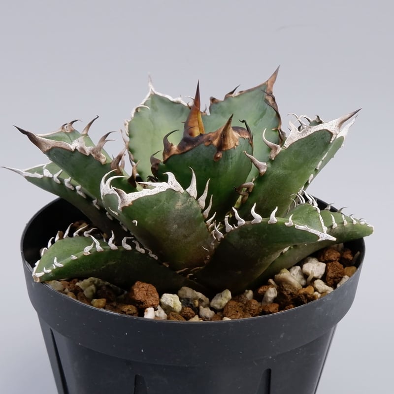 アガベ チタノタ レッドキャットウィーズル Agave titanota Red Catwee