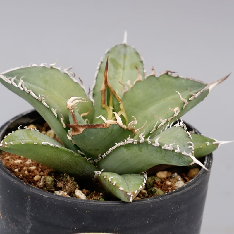 アガベ オテロイ 実生株 Agave oteroi seeding 076 | Sunny