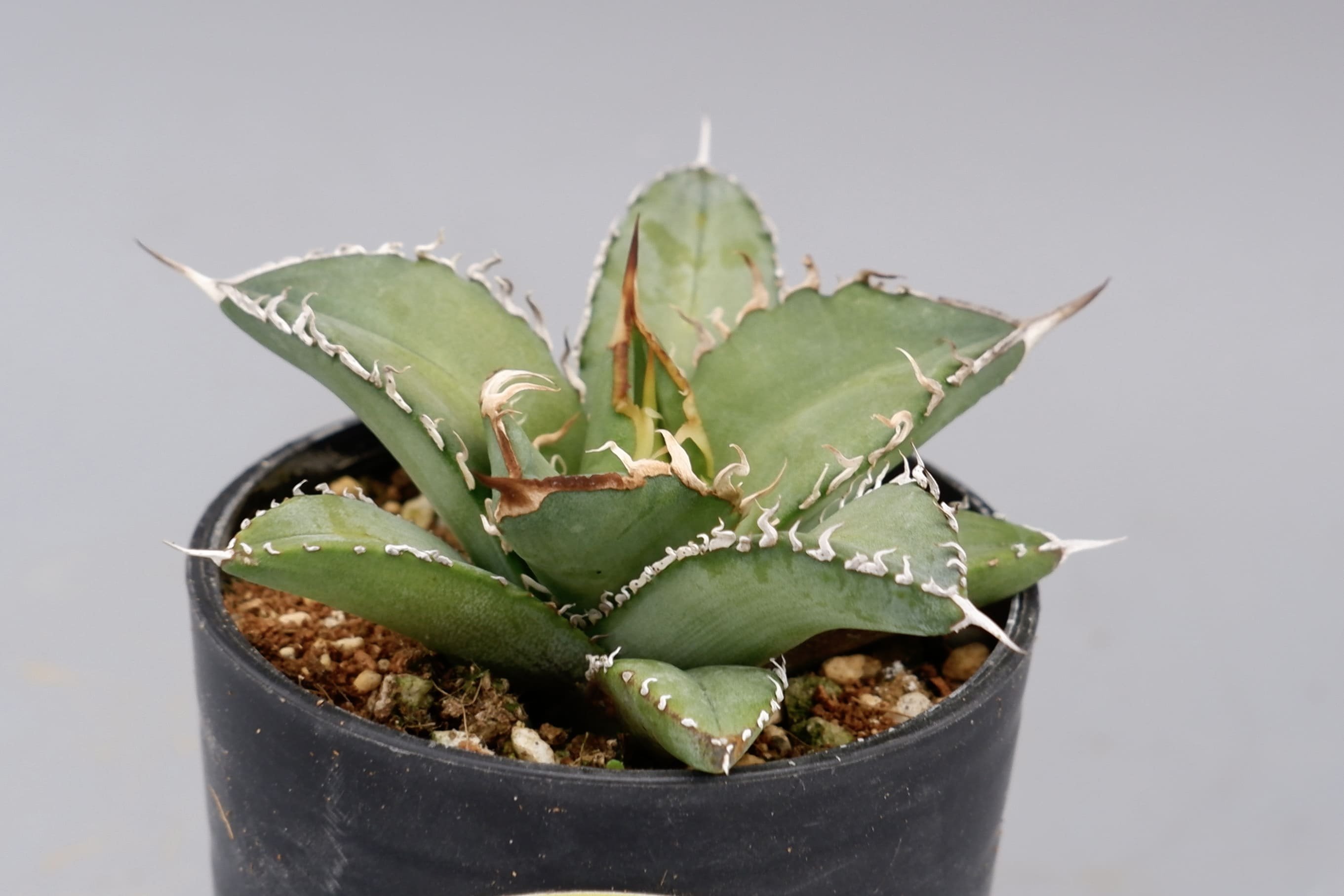 アガベ オテロイ 実生株 Agave oteroi seeding 076 | Sunny