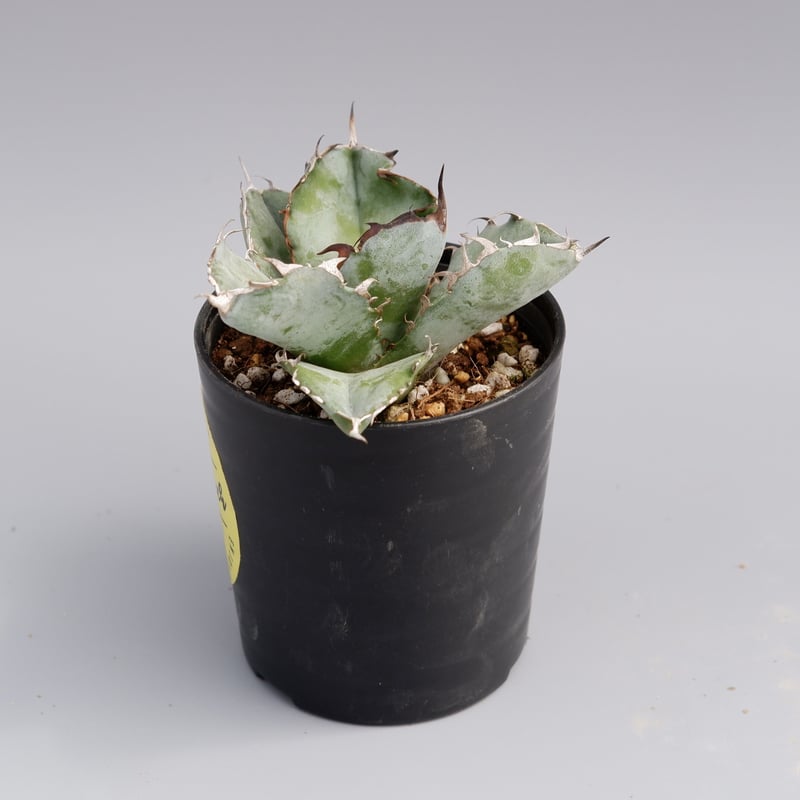 アガベ チタノタ ブラックアンドブルー Agave titanota BB 047 | Sun
